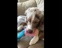 Dog on couch plays with squeaky toy 