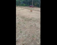 Pet dog in circles chases and bites tail at the yard