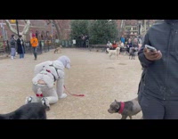 Person wearing dog costume pretending to be dog at dog park