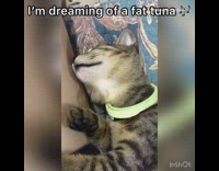 Kitten cat neon green collar moves mouth