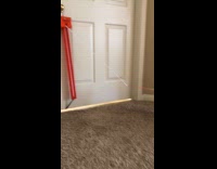 Cat pulls string of toy on door
