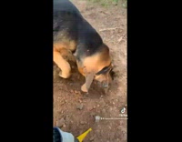 Collab BitchMP - Dog barks and howls at hammer close to dirt hole