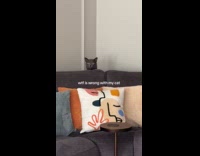 Cat peeks out from behind couch hides back slowly