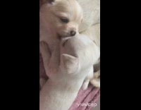 Two white puppy dogs blanket grey sweatpants 