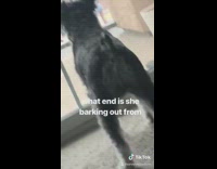 Collab BitchMP - What end is she barking from