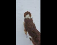 Dog brown furry walk stroll snow