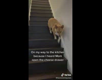Corgi hopping downstairs to tiktok audio