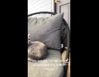 Collab Clips mpugc - Dog on chair hisses at grey kitten