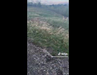 Dog barks at coyote and it brings friends 