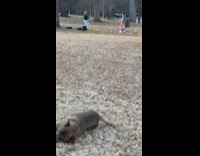 Guy pants down park dog bite disk