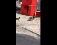 Three adult goose sit down on sidewalk