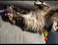 Grey brown cat plays purple eggplant toy 