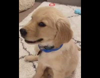 Golden retriever puppy dog listens girl sing 