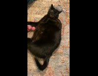 Black cat play with toy then hisses