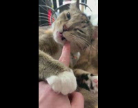 Purring cat laying on table chews finger 