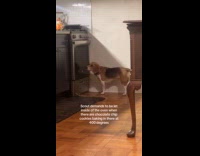 Dog wants to be let inside the oven 