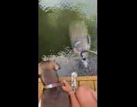 Girl holds brown white dog by collar 