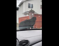 Man honks at cat sitting on car hood 
