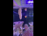 Collab BitchMP - Clown fish slaps and bites finger in water 