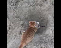 Collab KaleSaladIG - Cat plays with ball in sand pit and spins around fast