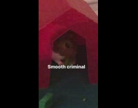 Guinea pig steals food and hides inside red house 