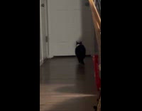 Woman films pet cat sitting on floor