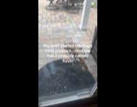 Stray peacock frequents submitters house