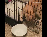 Cat sticks arm through crate door water