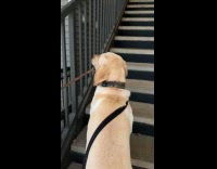 Collab Clips MPUGC - Dog hits railings with stick