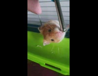 Brown hamster drinks water blue bottle cage