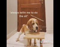 Fruit snack challenge fail brown white dog