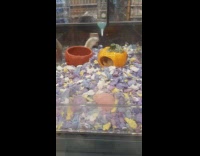 Hamster humps other hamster at pet store 