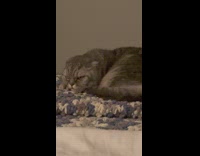 Serious Cat Falls Asleep while Curled Up