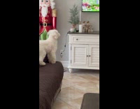 Dog runs watch television copies squirrel