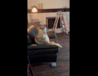 Dog whining looks shocked when dad talked back