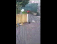 Rabbit Chases after Kitten and Plays with It