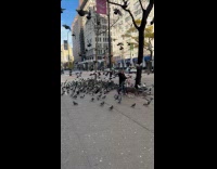 Woman with dog surrounded by pigeons street