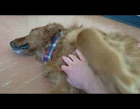 Man rub chest of pet brown dog