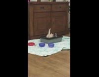 Kitten cat jumps in out litter box