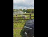 Three llamas showers over the fence with hose