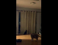 Cat Climbs Up Curtain Blinds at Home