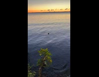Otter swim in lake water sunrise