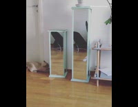 Cat Freaked Out By Two Mirrors