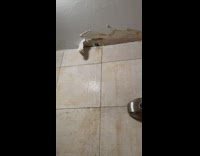 Bathroom ceiling leaks over toilet 
