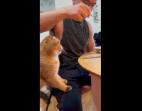 Collab PLC - Guy feed pet cat with icing sugar