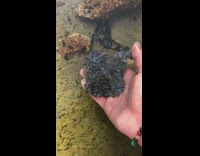 Guy holds living black plant under water