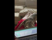 Grey french bulldog dog closes macbook laptop 