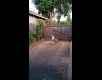 Brown white dog hits pink balloon pops