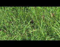 Picnicking couple feeds an Australian bush rat 