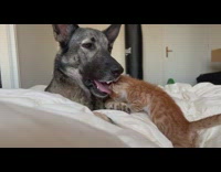 Dog lying down on bed licking a small orange kitten next to him 
